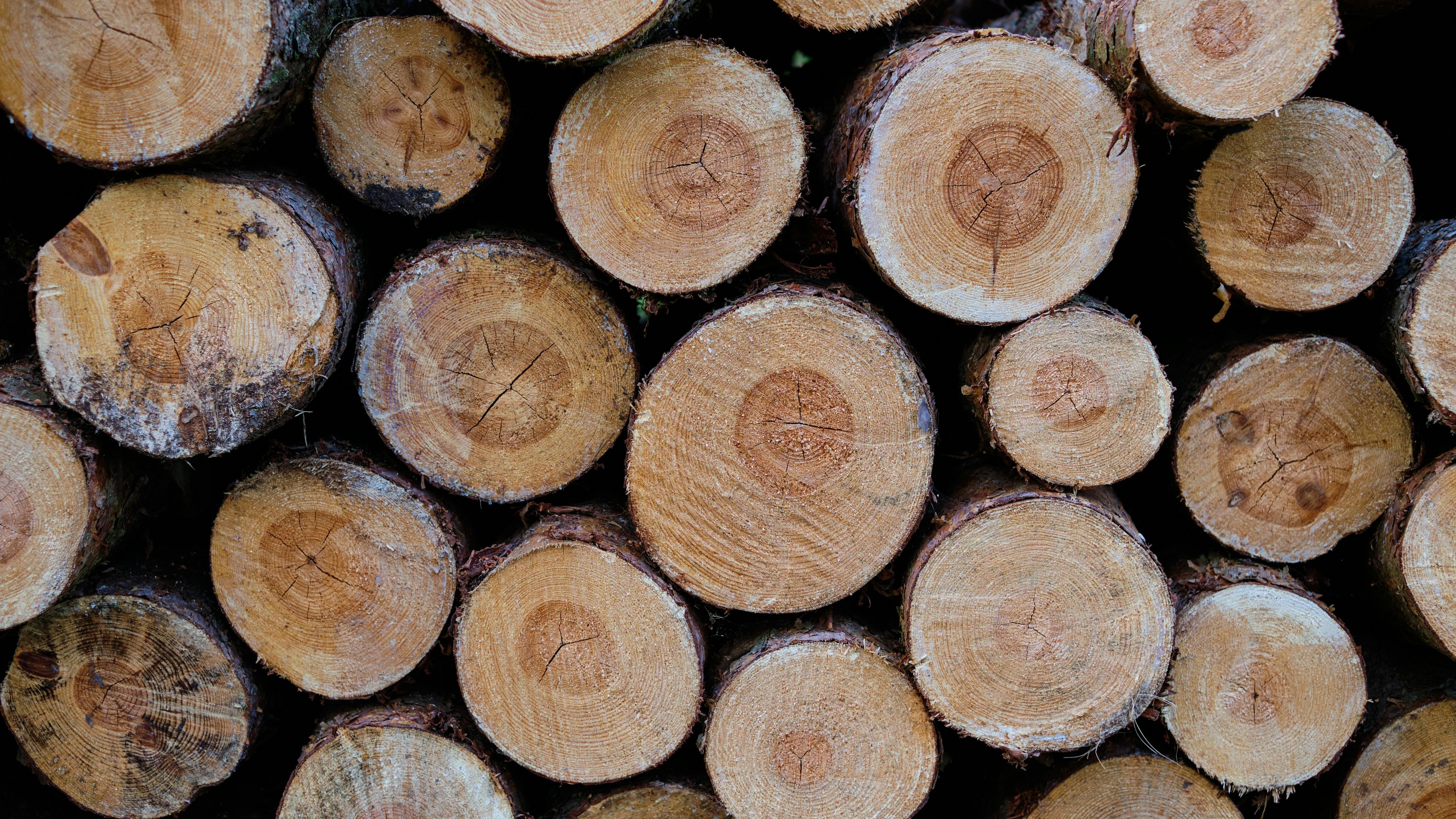 gefrorenes Stammholz