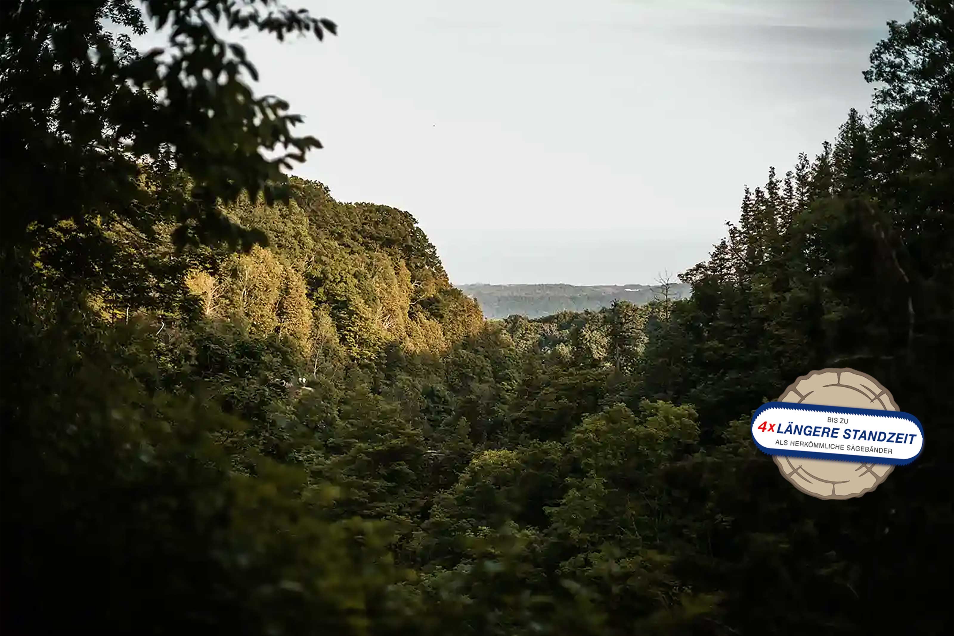 Blick in grünen Wald